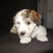Cassanova Cyril - 8 t�dn�