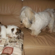 Anitka a Cassanova Cyril pi he na chalup