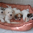 V�echna �t���tka v pel��ku - v�k: 8 t�dn�