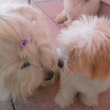 Nvtva u Blondie v amberku