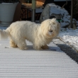 Albee (Snowie) na pr�zdnin�ch